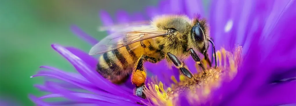 حقایقی در مورد زنبور ها