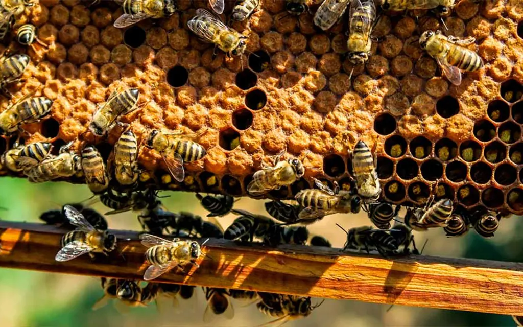 زنبورها شهد را در کندوهای خود انباشته می کنند